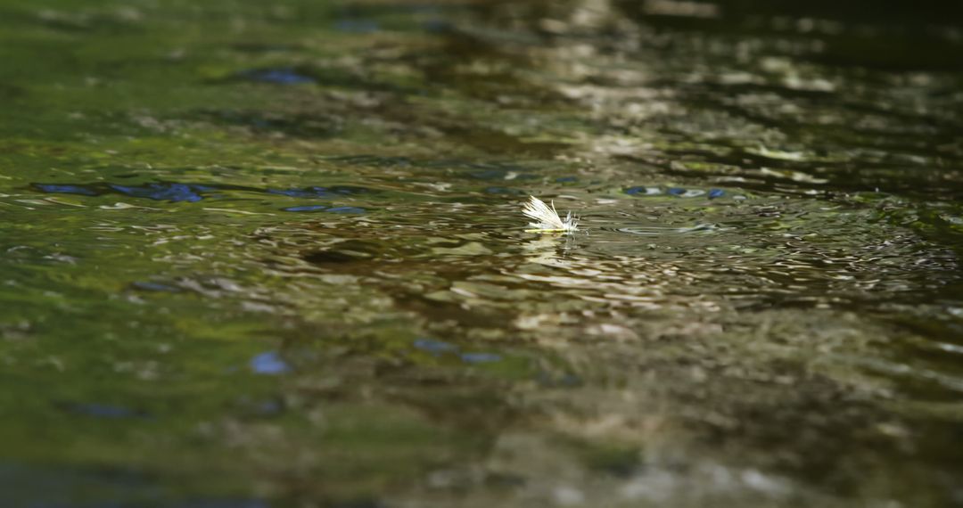 Leaf Floating on Gentle River Surface - Free Images, Stock Photos and Pictures on Pikwizard.com