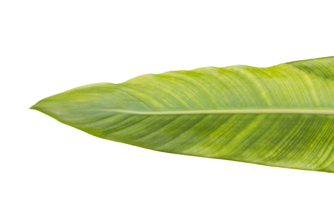 Transparent Banana Leaf PNG, Isolated Green Bliss - Download Free Stock Images Pikwizard.com