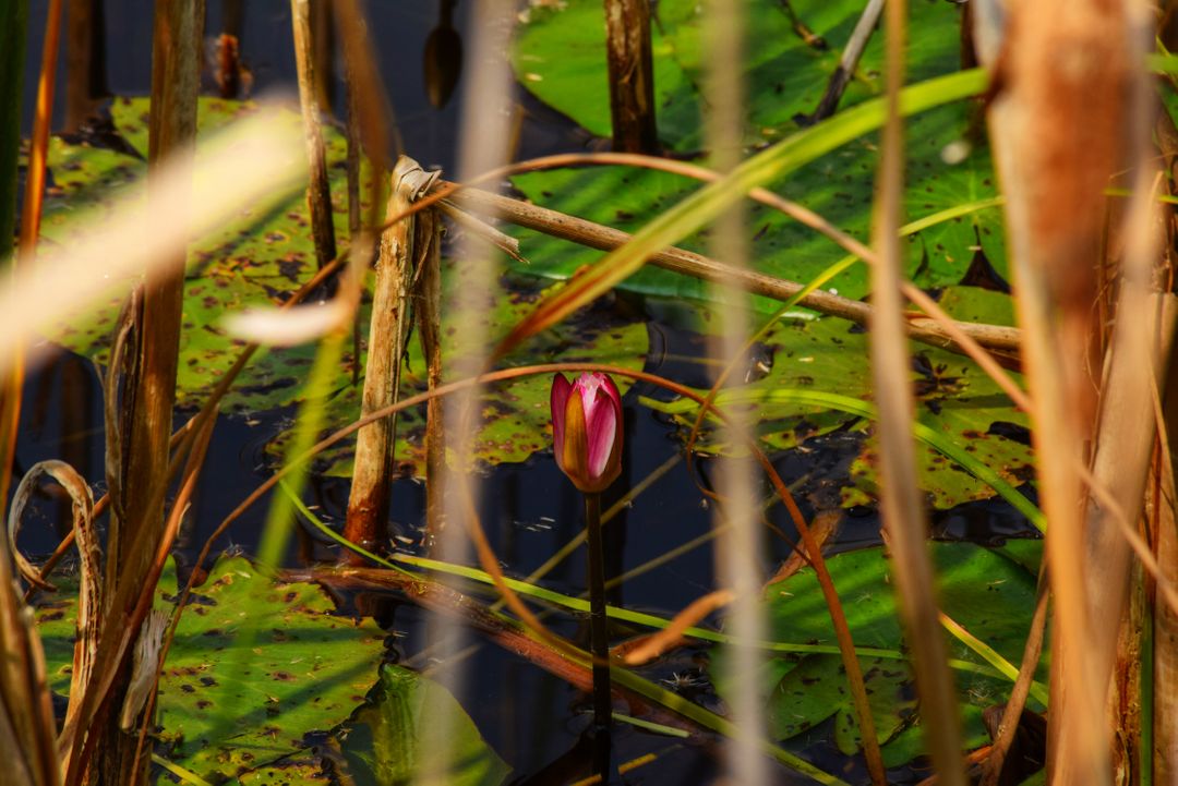 Lone Water Lily Bud Amidst Dense Foliage in Natural Wetland - Free Images, Stock Photos and Pictures on Pikwizard.com