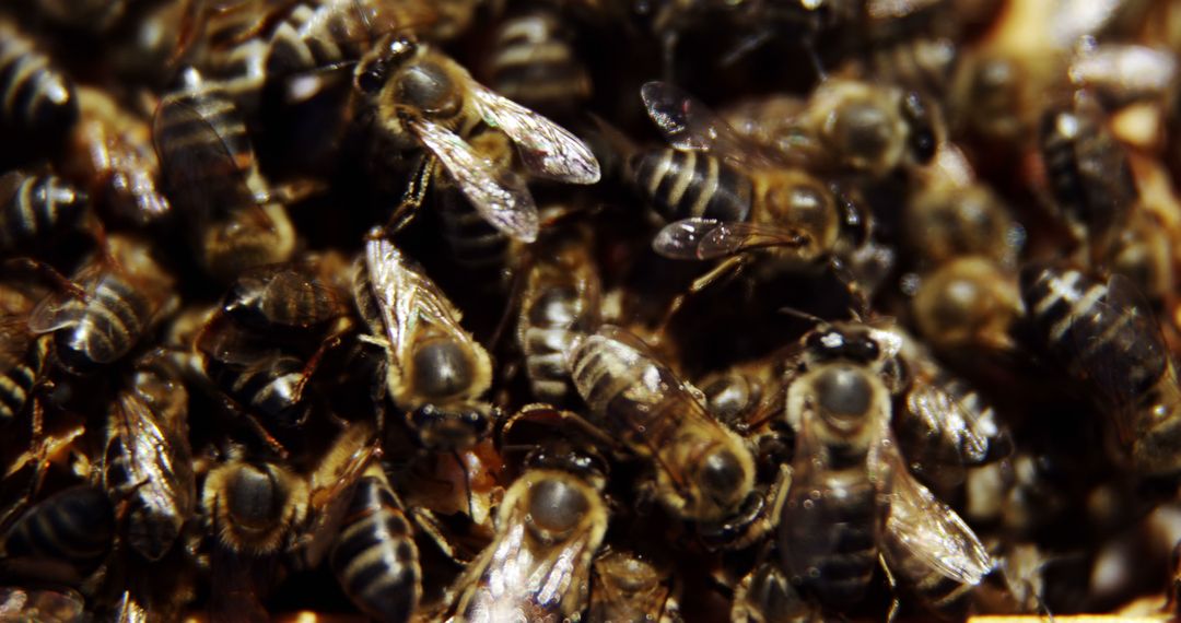 Close-up of Swarm of Bees in Hive - Free Images, Stock Photos and Pictures on Pikwizard.com