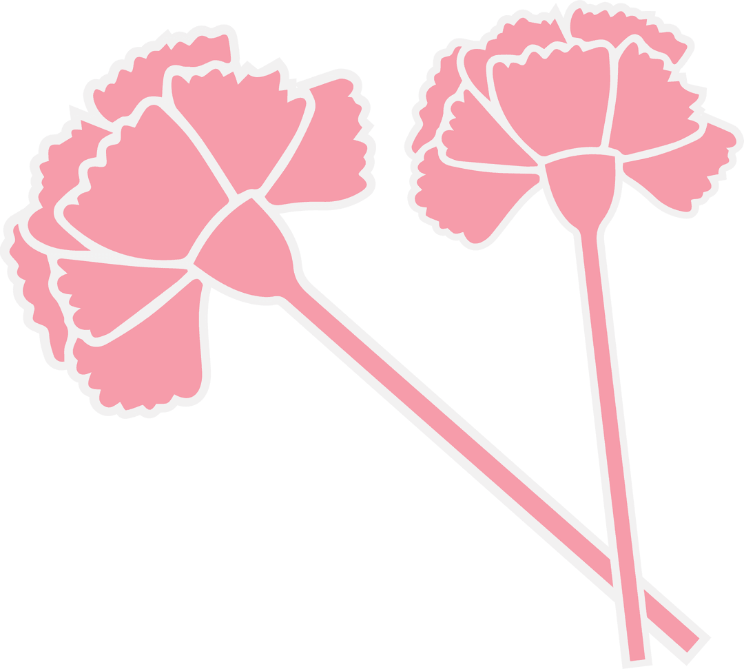 Carnation Blossoms Vector on Transparent Background
