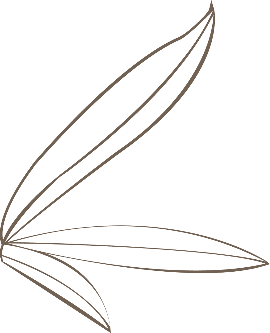 Abstract Brown Leaf Outlines on Transparent Background