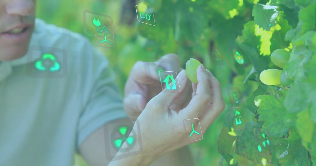 Eco-Friendly Grape Harvesting with Digital Interface Innovations