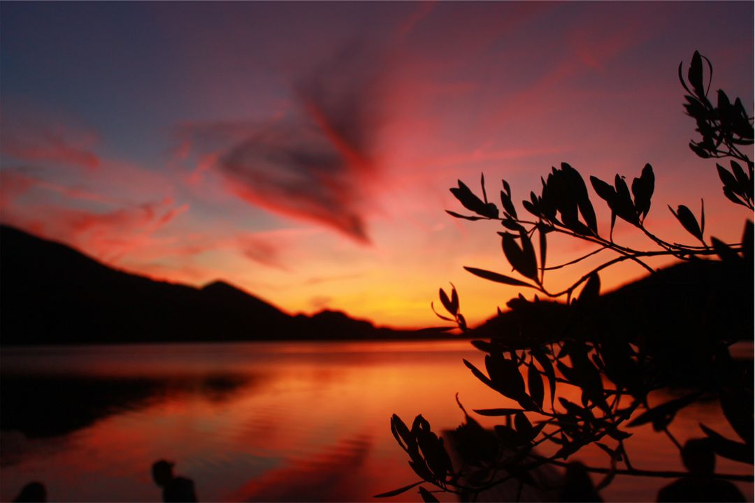 Stunning Sunset Over Serene Lake with Silhouette of Plants - Free Images, Stock Photos and Pictures on Pikwizard.com
