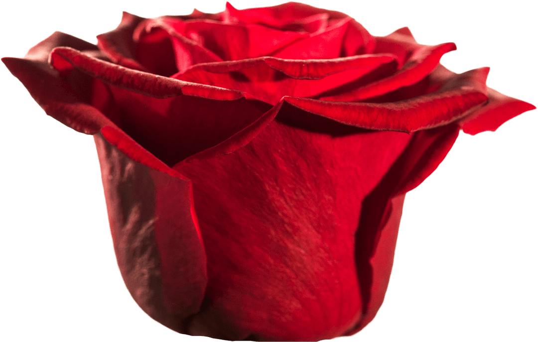 Vivid Red Rose Close-Up on Transparent Background