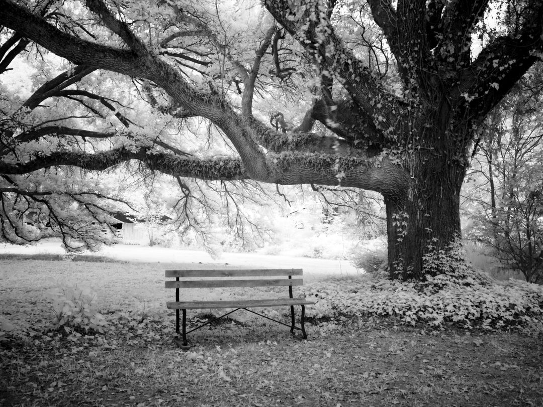 Empty Wooden Bench Under Large Tree in Tranquil Park - Free Images, Stock Photos and Pictures on Pikwizard.com
