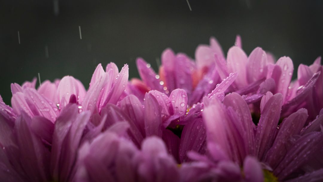 Purple Flower With Rain Drops - Free Images, Stock Photos and Pictures on Pikwizard.com