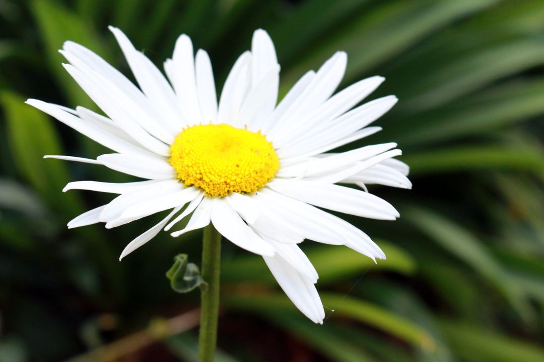 Beautiful White Daisy in Bloom Against Green Background - Free Images, Stock Photos and Pictures on Pikwizard.com