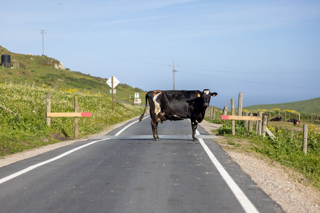 Black Dairy Cow Blocking Rural Coastal Road, Standing on Asphalt