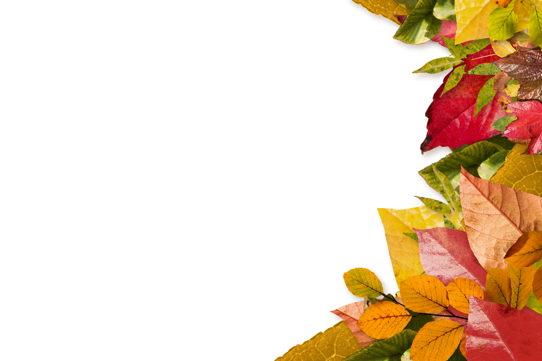 Colorful Autumn Leaves with Copy Space on Transparent Background - Download Free Stock Images Pikwizard.com