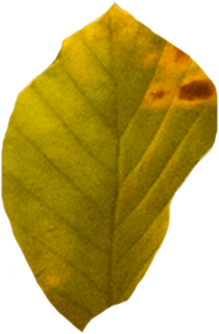 Transparent Yellow Autumn Leaf Illustration on Isolated Background