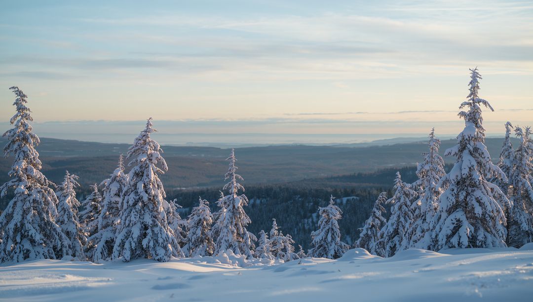 Sunlit Snow-Covered Spruce Forest on Alpine Ridge Overlooking Distant Winter Valley at Dawn