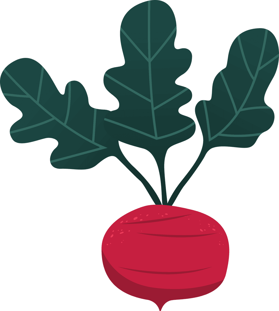 Vibrant Beetroot Illustration on Transparent Background for Design