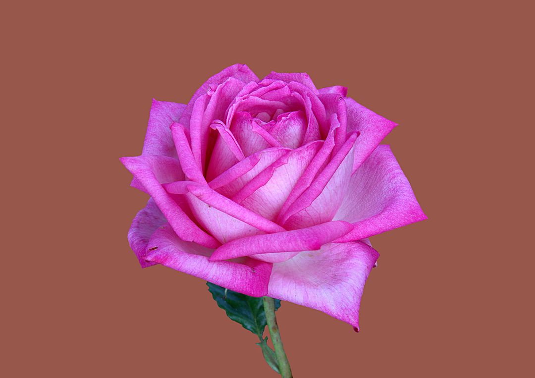Close-Up of Vibrant Pink Rose Isolated on Brown Background - Free Images, Stock Photos and Pictures on Pikwizard.com