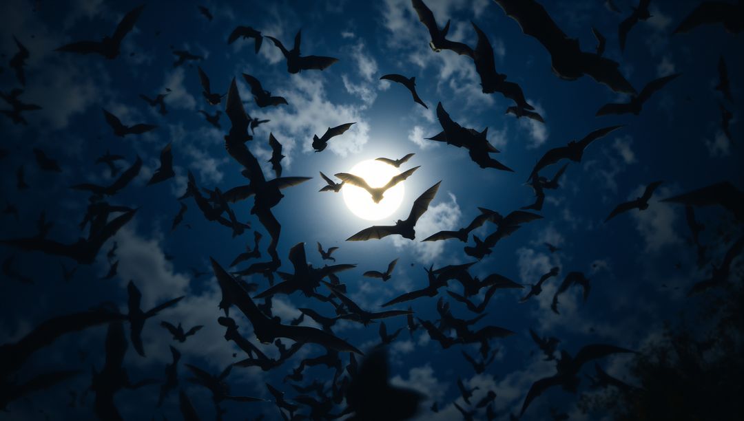 Bat Silhouettes Through Moonlit Night Sky