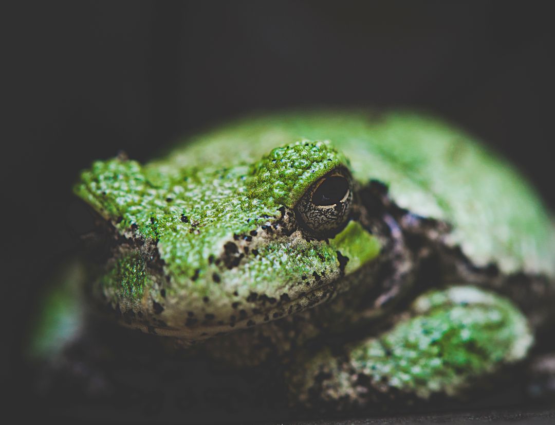 Green Tree Frog Perching Showing Textured Camouflage, Moist Skin and Reflective Eye