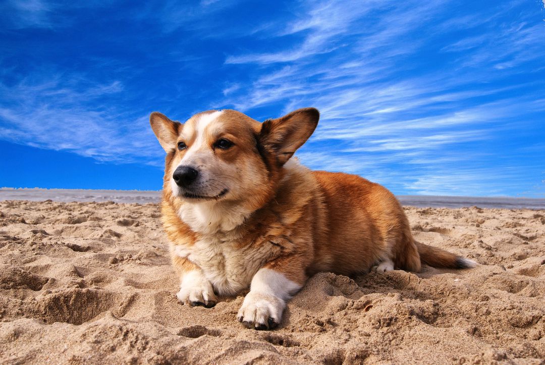 Pembroke Welsh Corgi Lying on the Sand Under White Cloud Blue Sky - Free Images, Stock Photos and Pictures on Pikwizard.com