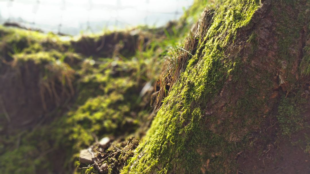 Close-Up of Moss Growing on Tree Trunk in Forest - Free Images, Stock Photos and Pictures on Pikwizard.com