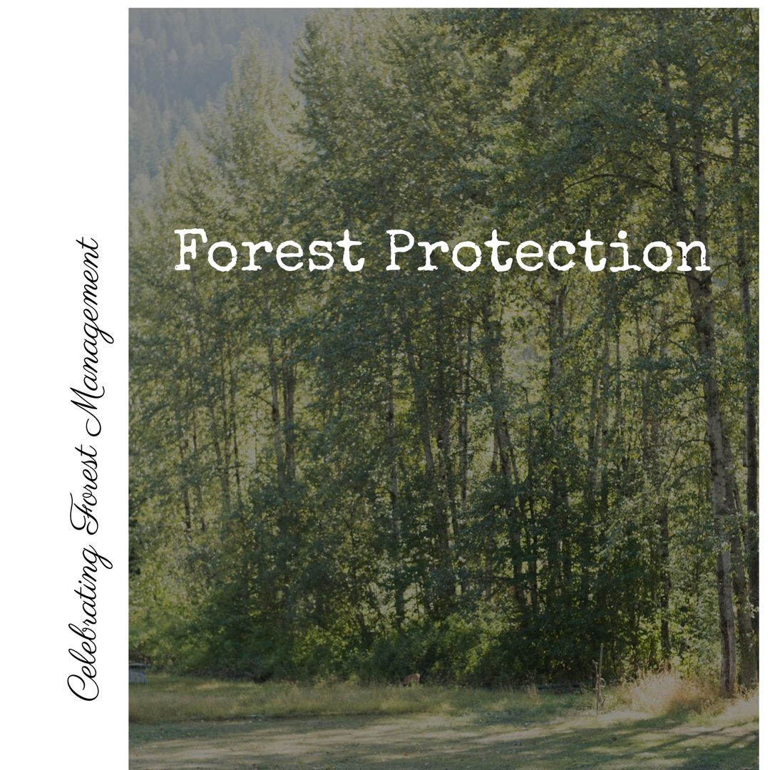 Scenic Forest View Promoting Environmental Protection