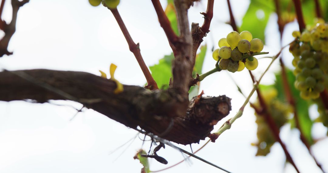 Ant Crawling on Vine Beside Grape Clusters - Free Images, Stock Photos and Pictures on Pikwizard.com