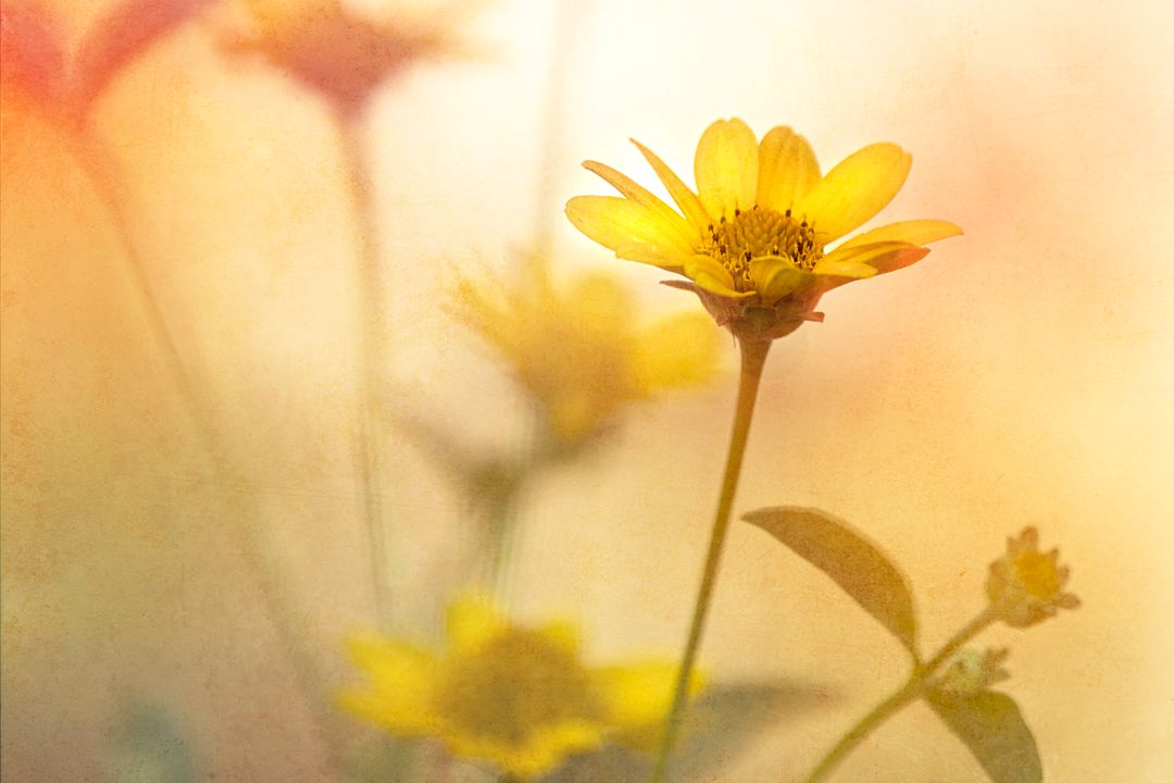 Sunny Yellow Flower in Bloom with Soft Abstract Background
