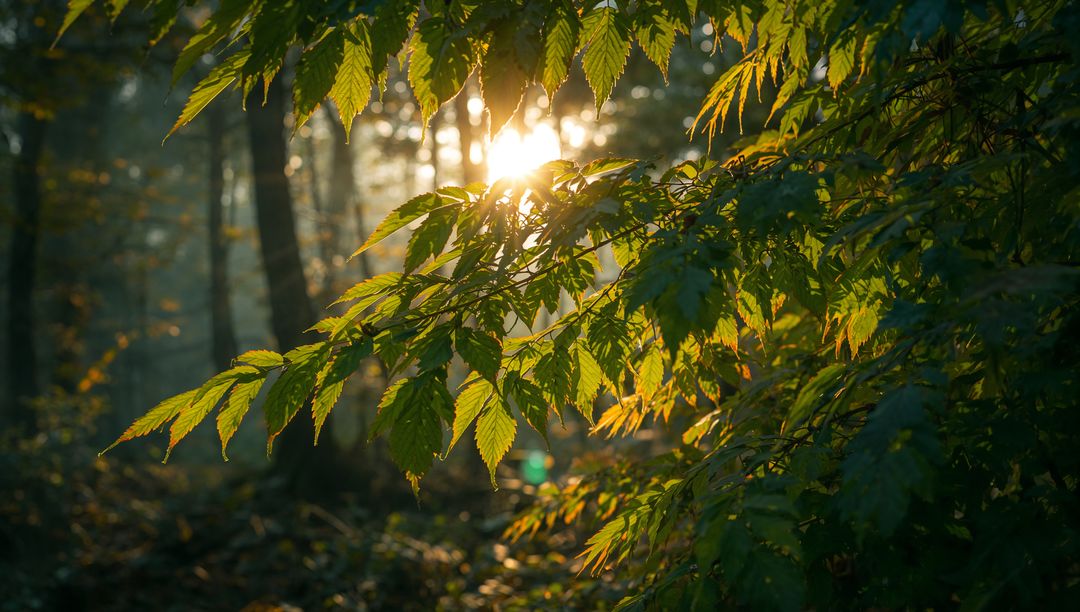 Backlit Green Leaves on Broadleaf Branch with Sunbeams Piercing Forest Morning