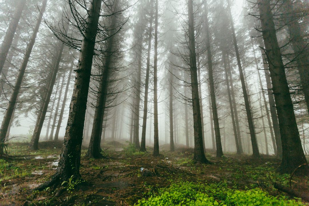 Misty Pine Forest with Dense Fog Creating Eerie Atmosphere - Free Images, Stock Photos and Pictures on Pikwizard.com