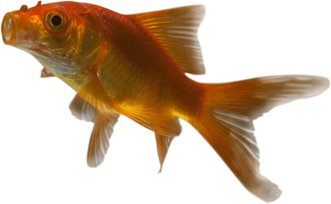 Transparent Swimming Goldfish With Open Mouth in Profile View