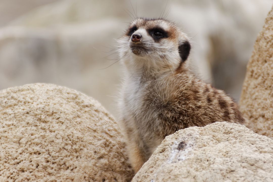 Adorable Meerkat Standing on Rock in Natural Habitat - Free Images, Stock Photos and Pictures on Pikwizard.com