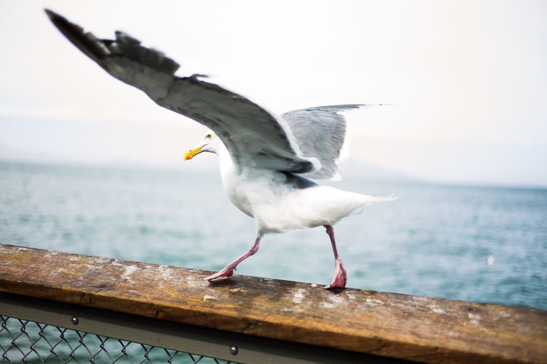Seagull Spreading Wings on Weathered Pier Railing over Calm Ocean Horizon