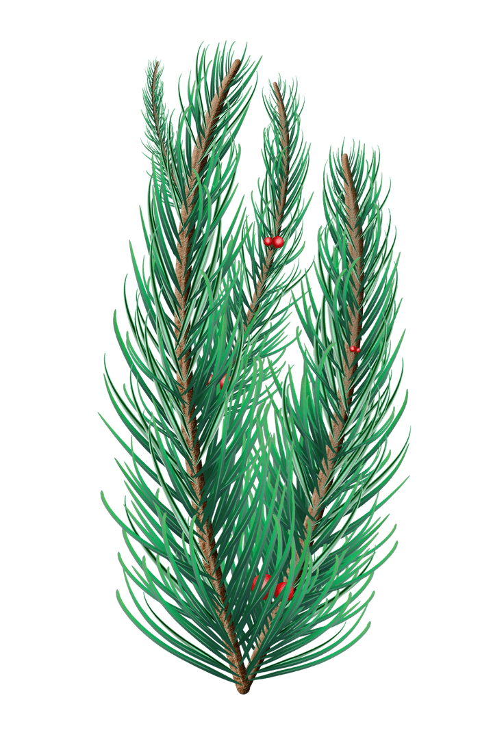 Elegant Transparent Fir Tree Branches for Seasonal Designs