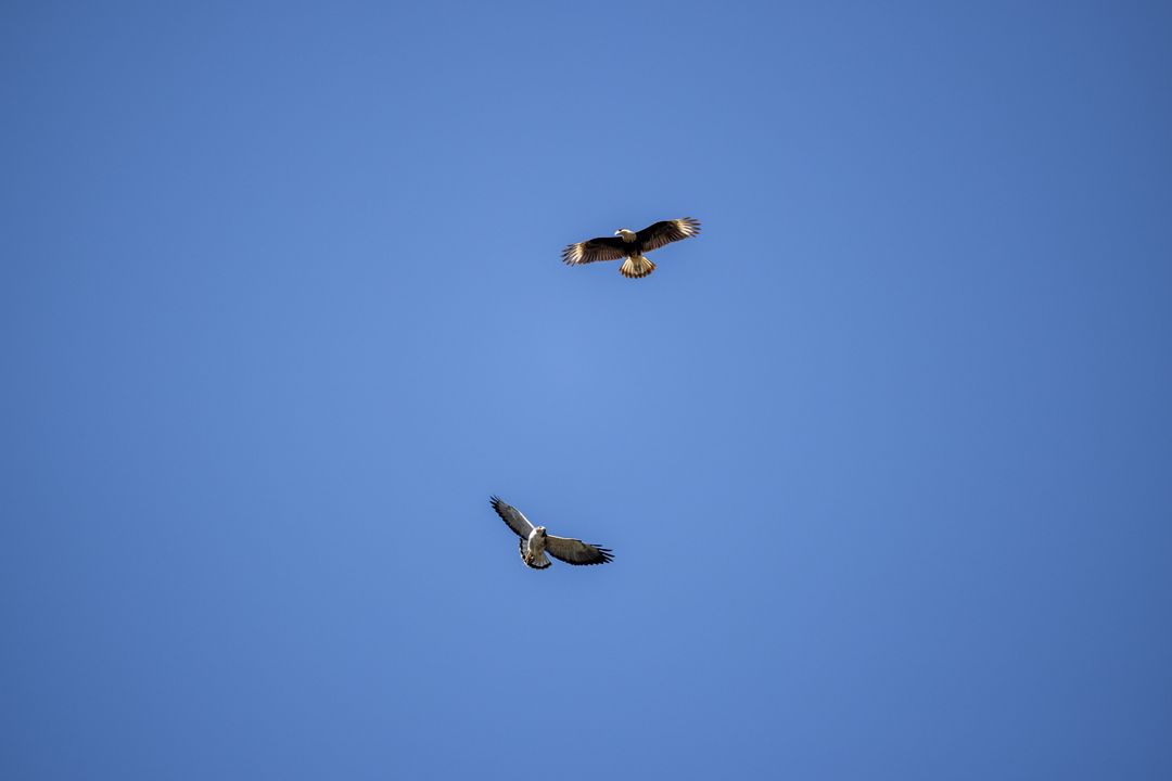 Two Birds of Prey Soaring Over Clear Blue Sky Minimalist Composition for Copy and Marketing