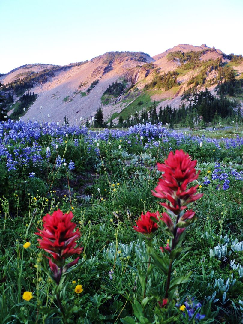 Wildflowers in Bloom with Mountain Background at Sunset - Free Images, Stock Photos and Pictures on Pikwizard.com