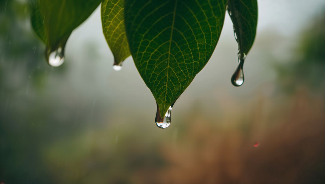 Macro green leaf holding clear raindrop with visible venation and soft bokeh background