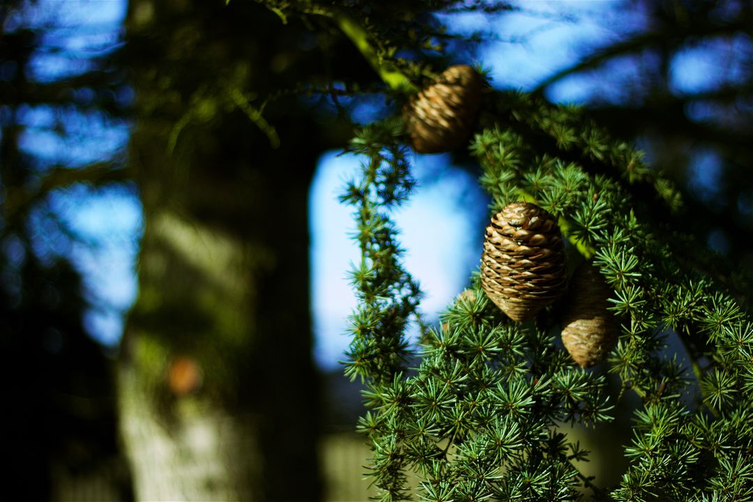 Close-up View of Pine Cones Hanging on Evergreen Branch - Free Images, Stock Photos and Pictures on Pikwizard.com