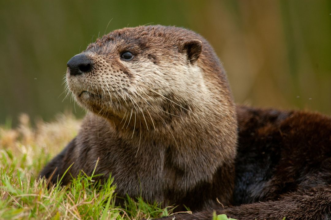 Relaxed Otter Resting on Grass by Waterside