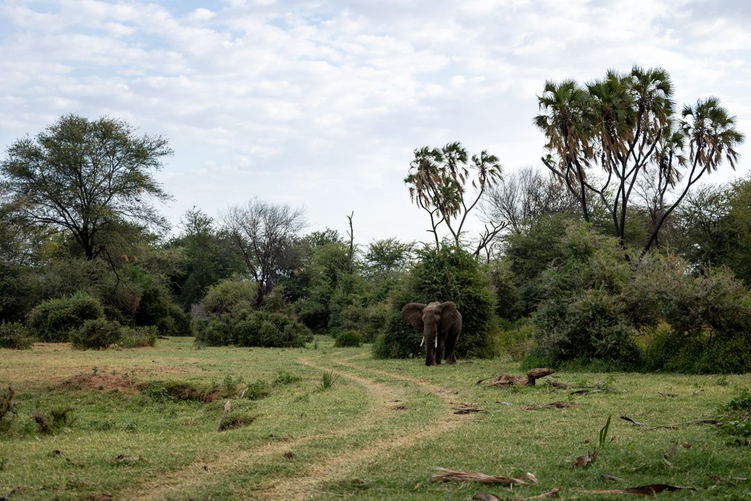 African elephant walking along grassy track through bush and palm trees in safari reserve
