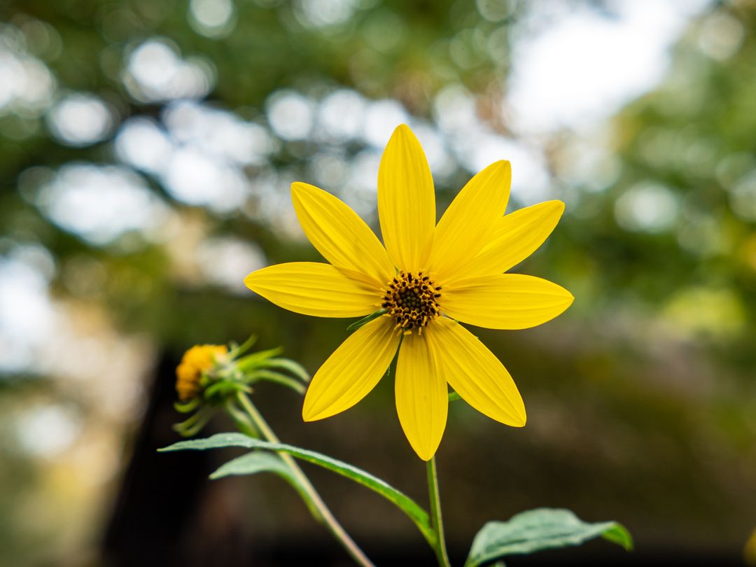 Vibrant Yellow Wildflower Blooming with Symmetrical Petals against Soft Green Bokeh