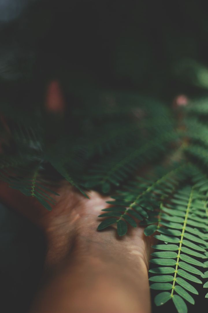 Hand Holding Fern Leaves in Forest with Dark Background - Free Images, Stock Photos and Pictures on Pikwizard.com