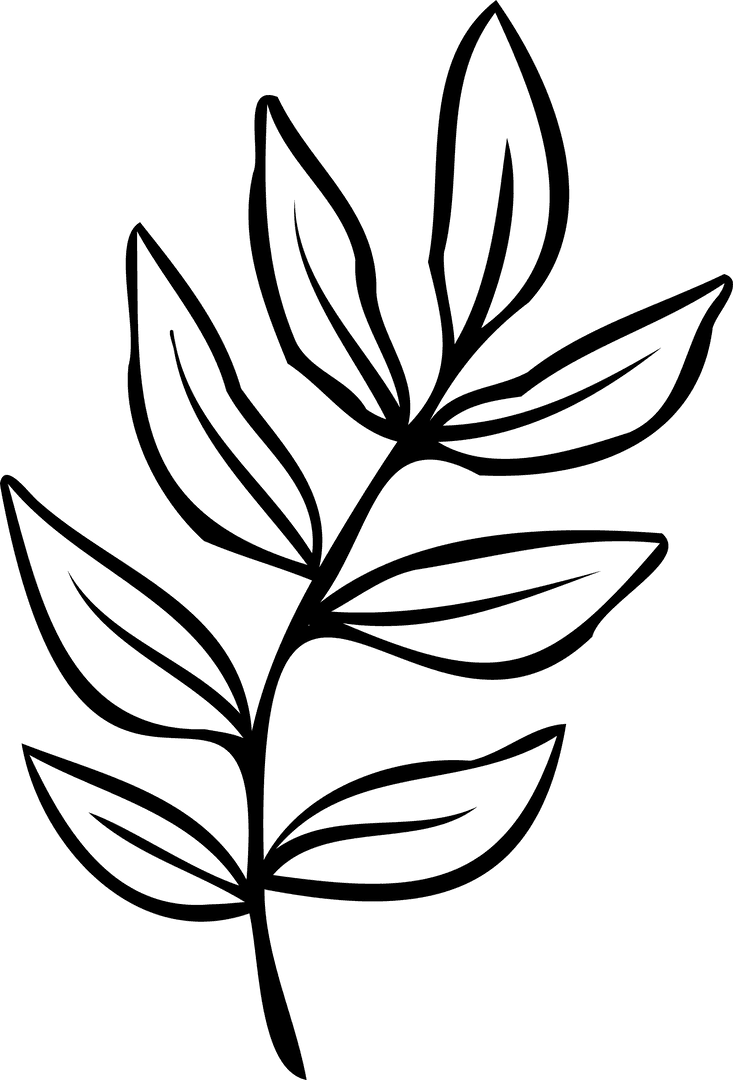 Transparent Botanical Line Art Branch with Elongated Leaves