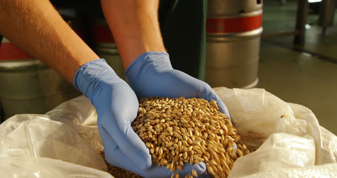 Close-Up of Gloved Hands Holding Grain Seeds - Free Images, Stock Photos and Pictures on Pikwizard.com