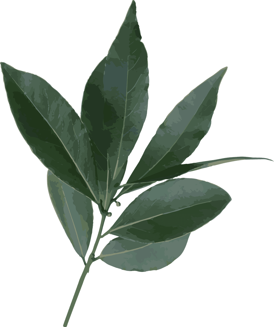 Illustration Olive Branch with Glossy Leaves on Transparent