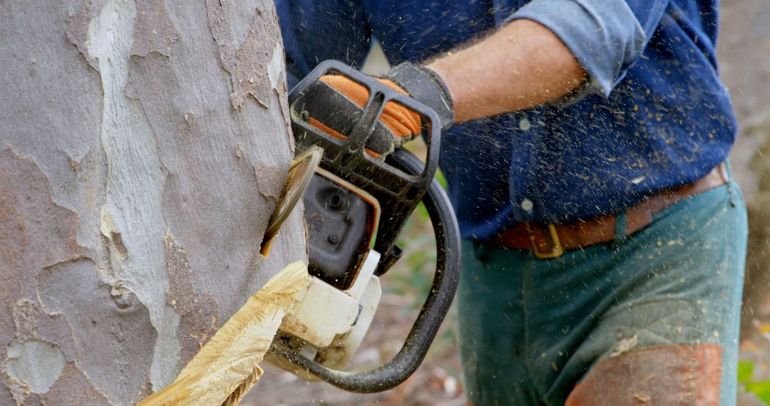 Lumberjack Using Chainsaw for Tree Cutting in Forestry Work