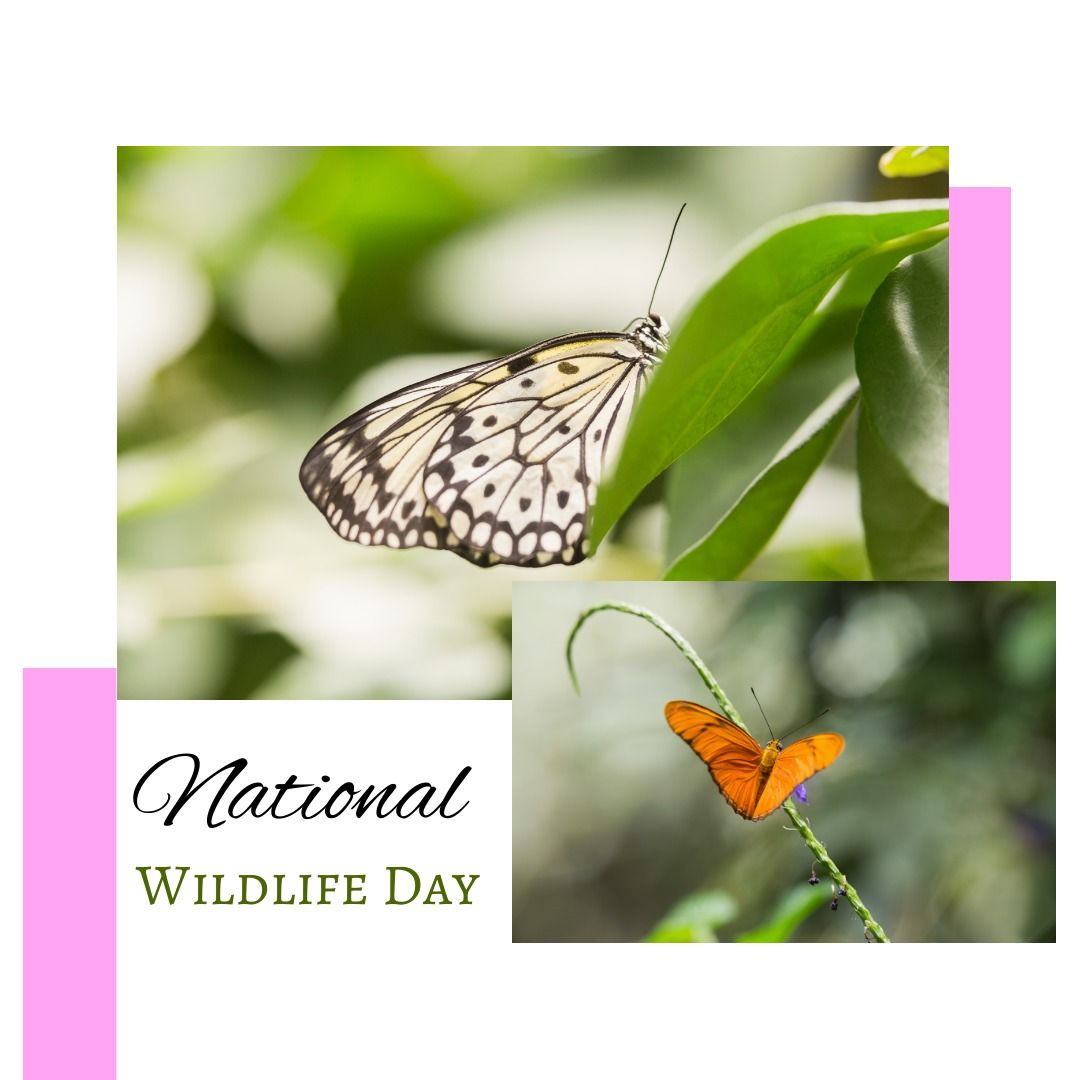 National wildlife day text banner against close up of butterfly on the plant - Download Free Stock Templates Pikwizard.com