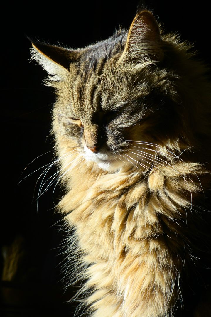 Close-Up of Fluffy Tabby Cat in Sunlight - Free Images, Stock Photos and Pictures on Pikwizard.com