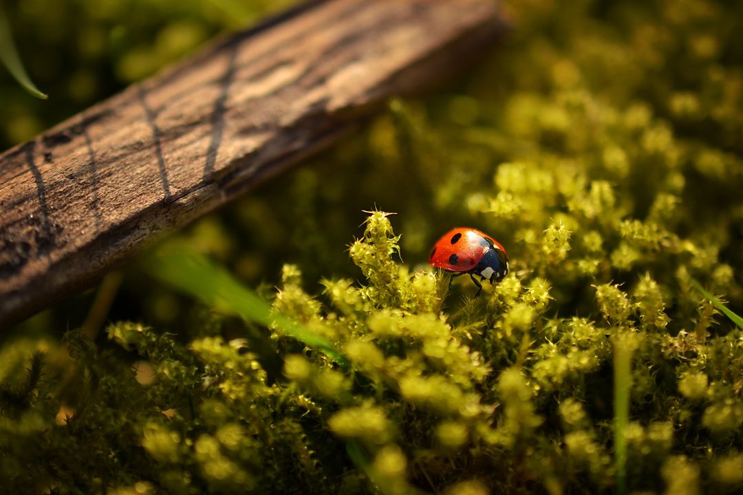 Close-up of Ladybug on Green Moss in Forest - Free Images, Stock Photos and Pictures on Pikwizard.com