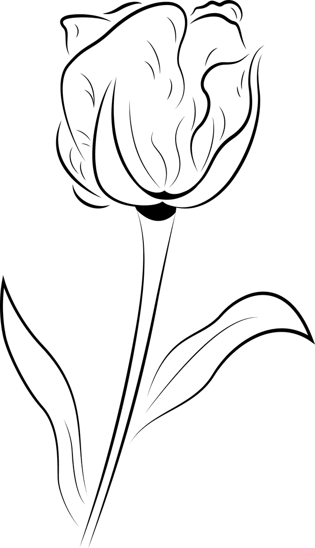 Tulip Flower Line Art Drawing on Transparent Background