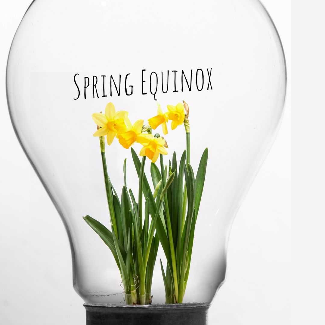 Daffodils Inside Light Bulb Celebrating Spring Equinox