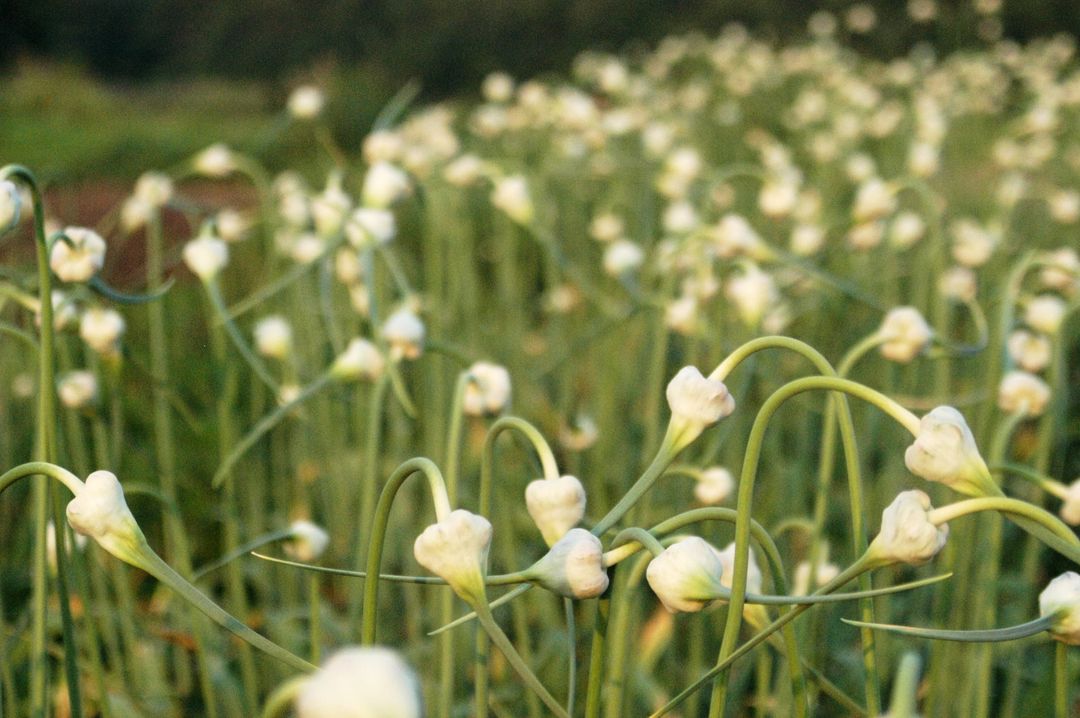 Sunlit field of garlic scapes curling with unopened white allium buds at golden hour