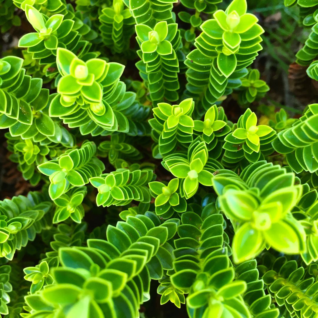 Close-up of Succulent Plant with Green Spiral Leaves - Free Images, Stock Photos and Pictures on Pikwizard.com